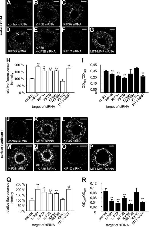 Figure 5. Shedding of CD44 or syndecan-1 is mediated by KIF5B and KIF3A/KIF3B, but not by KIF1C. (A-G,J-P) Confocal micrographs of macrophages transfected with siRNA against (A,J) control sequence, (B,K) KIF5B, (C,L) KIF3A, (D,M) KIF3B, (E,N) KIF5B and KIF3B, (F,O) KIF1C, or (G,P) MT1-MMP. Cells were fixed, but not permeabilized, and stained with primary anti-CD44 (A-G) or anti–syndecan-1 (J-P) antibody, respectively, recognizing an epitope in the ectodomain, and secondary Cy5-conjugated antibody. White scale bar indicates 10 μm for all images. (H,Q) Fluorescence intensities of surface-localized (H) CD44 or (Q) syndecan-1, based on Cy5 fluorescence. Fluorescence intensities for the control siRNA were set to 100%. For all values, 3 × 30 cells were evaluated. For specific values, see supplemental Table 1. (I,R) ELISA for measuring shedded ectodomains of (I) CD44 or (R) syndecan-1 in culture media of siRNA-treated cells described in panels A through H and J through Q. Data were evaluated using the ratio of OD450 to OD620 to exclude a noncompleted development of the substrate. Experiments were performed twice in triplicates, with values shown as mean ± SD of 1 experiment. For specific values, see supplemental Table 1. *P < .05, **P < .01 compared with control.