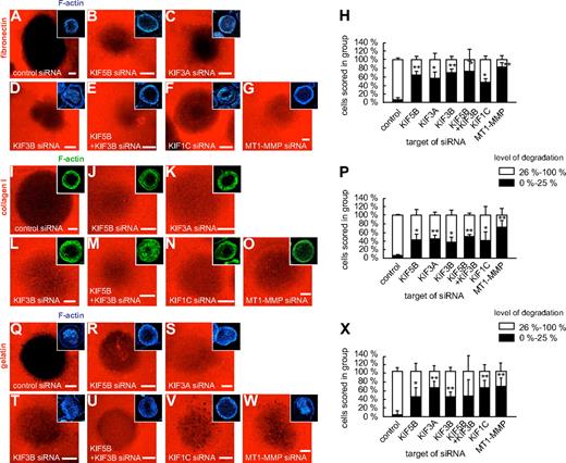 Figure 7. Knockdown of kinesin isoforms influences degradation of fibronectin, collagen I, and gelatin matrix. Confocal micrographs of macrophages transfected with siRNA specific for kinesin isoforms and seeded on rhodamine-labeled matrix: fibronectin (A-G), collagen I (I-O), or gelatin (Q-W). (A,I,Q) control siRNA, (B,J,R) KIF5B siRNA, (C,K,S) KIF3A siRNA, (D,L,T), KIF3B siRNA, (E,M,U) double knockdown using KIF5B siRNA and KIF3B siRNA, (F,N,V) KIF1C siRNA, and (G,O,W) MT1-MMP siRNA. Matrix degradation is visible as dark areas by concomitant loss of the fluorescent label. Insets show respective F-actin staining by Cy5-labeled phalloidin. White bar indicates 10 μm. (H,P,X) Statistical evaluation of matrix degradation in cells treated with various siRNAs. The degree of matrix degradation was analyzed by fluorescence measurements of each time 3 × 30 cells. Complete absence of labeled matrix beneath the podosome-covered area of cells was set as 100% degradation. Cells were scored into groups according to the degree of matrix degradation (0%-25%; 26%-100%). *P < .05, **P < .01 compared with control. For specific values, see supplemental Table 1. Bars indicate mean values ± SD.