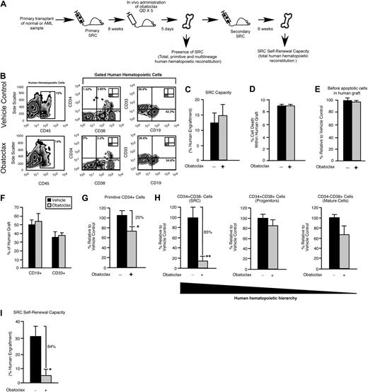 Figure 1. In vivo pharmacologic inhibition of the Bcl-2 family members leads to decreased human HSC regenerative and self-renewal function. (A) Experimental strategy used to examine the effect of obatoclax on primitive human hematopoietic cell phenotype and SRC self-renewal capacity. (B) Representative examples of flow cytometric analyses used to assess the effects of obatoclax on human hematopoietic engraftment relative to vehicle control. The inlay plots represent the isotype staining control for each antibody. Percentages represent the frequency of total cells acquired with the indicated cell surface phenotype. (C) Analysis of the effect of obatoclax on human SRC regenerative capacity. The average frequency of human hematopoietic engraftment (CD45+ cells) in the BM of primary recipient mice administered obatoclax or vehicle control. Error bars represent the mean ± SEM of 3 independent experiments, each with 3 mice per group. (D) Analysis of the effect of obatoclax on the viability of engrafted human hematopoietic cells. The average frequency of dead cells within the human hematopoietic graft (CD45+7AAD+) in the BM of primary recipient mice administered obatoclax or vehicle control. Error bars represent the mean ± SEM of 3 independent experiments, each with 3 mice per group. (E) Analysis of the effect of obatoclax on apoptosis in engrafted human hematopoietic cells. Average frequency of viable (7AAD−) annexin V+ (preapoptotic) cells within the human hematopoietic graft (CD45+7AAD+) in the BM of primary recipient mice administered obatoclax or vehicle control. Error bars represent the mean ± the SEM (n = 2-3 mice per group). (F) Analysis of the effect of obatoclax on multilineage human hematopoietic engraftment. The average frequency of lymphoid (CD19+) and myeloid (CD33+) cells within the human hematopoietic graft (gated CD45+ cells) in the BM of primary recipient mice administered obatoclax or vehicle control. Error bars represent the mean ± SEM of 3 independent experiments, each with 3 mice per group. (G) Analysis of the effect of obatoclax on primitive (CD34+) human hematopoietic engraftment. The average frequency of CD34+ cells within the human hematopoietic graft (gated CD45+ cells) in primary recipient mice administered obatoclax is expressed relative to mice administered vehicle control. Error bars represent the mean ± SEM of 3 independent experiments, each with 3 mice per group. *P < .05. (H) Analysis of the effect of obatoclax on each population within the human hematopoietic hierarchy. The average frequency of cells in each population within human hematopoietic graft (gated CD45+ cells) in primary recipient mice administered obatoclax is expressed relative to mice administered vehicle control. Error bars represent the mean ± SEM of 3 independent experiments, each with 3 mice per group. **P < .01. (I) Analysis of the effect of obatoclax on human SRC self-renewal capacity. The average frequency of human hematopoietic engraftment (CD45+ cells) in the BM of secondary recipient mice that received a transplant with human-engrafted BM isolated from primary recipient mice administered obatoclax or vehicle control. Error bars represent the mean ± SEM of 3 independent experiments, each with 3 mice per group. *P < .05.