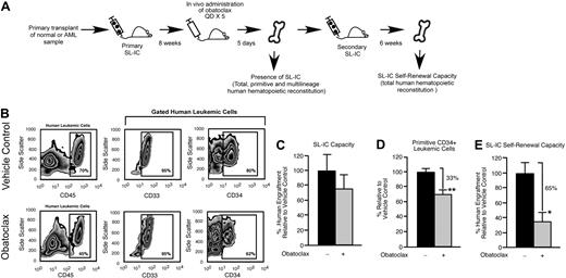 Figure 2. In vivo pharmacologic inhibition of the Bcl-2 family members leads to decreased human LSC regenerative and self-renewal function. (A) Experimental strategy used to examine the effects of obatoclax on primitive human leukemic cell phenotype and SL-IC self-renewal capacity. (B) Representative examples of flow cytometry analyses used to assess the effects of obatoclax on human leukemic engraftment relative to vehicle control. The BM of recipient mice that received a transplant with human SL-IC and subsequently administered obatoclax or vehicle control was analyzed for total (CD45 expression), myeloid (CD33 expression), and primitive (CD34 expression) human leukemic engraftment. Percentages of 70% and 45% represent the frequency of cells gated for human component in chimeric mice transplanted with pretreated and treated mice, respectively. (C) Analysis of the effect of obatoclax on human SL-IC capacity. The average frequency of human leukemic engraftment (CD45+ cells) in the BM of primary recipient mice administered obatoclax is expressed relative to mice administered vehicle control. Error bars represent the mean ± SEM of 3 independent experiments, each with 3 mice per group. (D) Analysis of the effect of obatoclax on primitive (CD34+) human leukemic engraftment. The average frequency of CD34+ cells within the human leukemic graft (gated CD45+ cells) in the BM of primary recipient mice administered obatoclax is expressed relative to mice administered vehicle control. Error bars represent the mean ± SEM of 3 independent experiments, each with 3 mice per group. **P < .01. (E) Analysis of the effect of obatoclax on human SL-IC self-renewal capacity. The average frequency of human leukemic engraftment (CD45+ cells) in the BM of secondary recipient mice that received a transplant with human leukemia-engrafted BM isolated from primary recipient mice administered obatoclax is expressed relative to vehicle control. Error bars represent the mean ± SEM of 3 independent experiments, each with 3 mice per group. *P < .05.