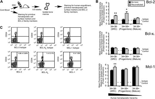 Figure 3. Mcl-1 is uniquely up-regulated in the HSC fraction of reconstituted human hematopoietic cells. (A) Experimental strategy used to examine the protein expression of Bcl-2 family members in de novo isolated and reconstituted human hematopoietic cells. (B) Quantitative flow cytometric analysis of Bcl-2 family member protein expression in each population within the human hematopoietic hierarchy in both de novo isolated and in vivo reconstituted human hematopoietic cells. The average protein expression of Bcl-2, Bcl-xL, and Mcl-1 in each population of the hematopoietic hierarchy relative to isotype control is shown. Protein expression is the mean fluorescence intensity (MFI) relative to the isotype control. Error bars represent the mean ± SEM of 3 independent experiments. *P < .05, **P < .01. (C) Representative examples of flow cytometry analysis used to assess the frequency of primitive CD34+ human hematopoietic cells that express Bcl-2, Bcl-xL, and Mcl-1. Frequencies represent the percentage of cells positive for the respective protein and CD34 expression ± SEM. Plots are representative of at least 3 independent experiments.