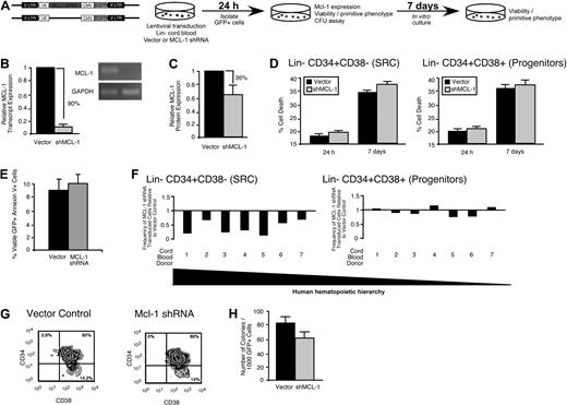 Figure 4. Mcl-1 is required for maintaining the primitive lin− CD34+CD38− SRC-enriched phenotype in vitro. (A) Experimental strategy used to examine the role of Mcl-1 in the viability and function of primitive human HPCs in vitro. (B) Knockdown of the human Mcl-1 transcript in lin− CB hematopoietic cells. Error bars represent the mean ± SEM of 3 independent experiments. (C) Knockdown of human Mcl-1 protein expression in lin− CB hematopoietic cells. Protein expression is the mean fluorescence intensity (MFI) relative to the isotype control. Error bars represent the mean ± SEM of 3 independent experiments. (D) Analysis of the effect of Mcl-1 knockdown on the viability of human lin−CD34+CD38− and CD34+CD38+ CB hematopoietic cells at 24 hours after transduction and after 1 week of ex vivo culture after transduction. Error bars represent the mean ± SEM of 3 independent experiments. (E) Average frequency of viable (7AAD−) annexin V+ human lin− hematopoietic cells 24 hours after transduction with the empty vector or Mcl-1 shRNA-expressing vector. Error bars represent SEM (n = 3). (F) Analysis of the effect of Mcl-1 knockdown on primitive cell phenotypes within the human HSC hierarchy. Analysis was performed on transduced lin− cells isolated from 7 independent CB donors. (G) Representative examples of flow cytometric analyses used to assess the effects of Mcl-1 knockdown on the primitive human hematopoietic phenotypes. Percentages represent frequency of total human cells with indicated cell surface phenotype. (H) Analysis of the effect of Mcl-1 knockdown on the frequency of human hematopoietic progenitors. Progenitor frequency is expressed as the number of hematopoietic colonies scored after 12 to 14 days per 1000 cells plated. Error bars represent the mean ± SEM of 4 independent experiments.
