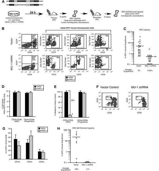 Figure 5. A functional dependence on Mcl-1 for self-renewal capacity hierarchically distinguishes human HSCs from HPCs. (A) Experimental strategy used to examine the role of Mcl-1 in human SRC regenerative function and self-renewal in vivo. (B) Representative examples of flow cytometry analyses used to examine the effect of Mcl-1 knockdown on human SRC regenerative capacity in vivo. Percentages represent frequency of human engrafted cells with indicated cell surface phenotype. (C) Effect of Mcl-1 knockdown on human SRC regenerative capacity in vivo. Each dot represents the frequency of CD45+GFP+ human hematopoietic cells in the BM of 1 primary recipient mouse that received a transplant with Mcl-1 shRNA or vector control transduced SRCs. The frequencies represent the average frequency of GFP+ human hematopoietic cells in the BM of recipient mice. Bars represent the mean of 7 independent experiments, each with 3 mice per group. **P < .01. (D) Analysis of the effect of Mcl-1 knockdown on the viability of engrafted human hematopoietic cells. The average frequency of dead cells in the CD34+CD38− or CD34+CD38+ fraction of the transduced human hematopoietic graft (GFP+7AAD+) in the BM of primary recipient mice that received a transplant with Mcl-1 shRNA or vector control transduced SRCs. Error bars represent the mean ± SEM of 3 independent experiments, each with 3 mice per group. (E) Analysis of the effect of Mcl-1 knockdown on the CD34+CD38− stem cell and CD34+CD38+ progenitor compartments in vivo. The average frequency of CD34+CD38− and CD34+CD38+ cells within the GFP+ human hematopoietic graft in the BM of primary recipient mice reconstituted with Mcl-1 shRNA transduced SRCs is expressed relative to vector control. Error bars represent the mean ± SEM *P < .05. (F) Representative examples of flow cytometric analyses used to examine the effect of Mcl-1 knockdown on the human CD34+CD38− SRC–enriched fraction of the human hematopoietic graft in vivo. Percentages represent frequency of 34+38− cells. (G) Analysis of the effect of Mcl-1 knockdown on multilineage and primitive human hematopoietic engraftment. The average frequency of lymphoid (CD19+), myeloid (CD33+), and primitive (CD34+) cells within the GFP+ human hematopoietic graft (gated CD45+GFP+ cells) in the BM of primary recipient mice reconstituted with vector or Mcl-1 shRNA-transduced SRCs. Error bars represent the mean ± SEM of at least 3 independent experiments. (H) Effect of Mcl-1 knockdown on human SRC self-renewal capacity in vivo. Each dot represents the frequency of CD45+GFP+ human hematopoietic cells in the BM of 1 secondary recipient mouse that received a transplant with human-engrafted BM isolated from a primary recipient mouse that received a transplant with Mcl-1 shRNA or vector control transduced SRCs. The frequencies represent the average frequency of GFP+ human hematopoietic cells in the BM of secondary recipient mice. Equal numbers of GFP+CD45+CD34+ cells isolated from primary grafts representing 3 independent CB donors were used.