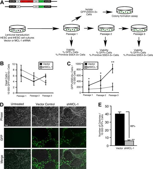 Figure 6. Knockdown of Mcl-1 in hPSCs shows a mechanistic conservation of Mcl-1 function as a regulator of self-renewal in human stem cells. (A) Experimental strategy used to examine whether Mcl-1 is required for survival and self-renewal in hPSC cultures. (B) Analysis of the effect of Mcl-1 knockdown on cell viability in the primitive self-renewing SSEA-3+ population of hPSC cultures. hPSC cultures were transduced with the empty vector or Mcl-1 shRNA-expressing vector and analyzed for the frequency of dead cells in the GFP+SSEA-3+ population at each passage. Error bars represent the mean ± SEM of 3 independent experiments. (C) Analysis of the effect of Mcl-1 knockdown on clonogenic self-renewal capacity in the primitive fraction of hPSC cultures. hPSC cultures were transduced with the empty vector or Mcl-1 shRNA-expressing vector and analyzed for the GFP expression in the viable primitive (SSEA-3+) fraction at each passage. The primitive clonogenic fraction is expressed as the frequency of GFP+SSEA-3+ cells per 10 000 cells. Error bars represent the mean ± SEM of 3 independent experiments. *P < .05, **P < .01. (D) Representative examples of hPSC cultures transduced with the empty vector, Mcl-1 shRNA-expressing vector, or untreated. Scale bar represents 50μM. (E) Effect of Mcl-1 knockdown on the frequency of hPSC colony-initiating cells. hPSC cultures were transduced with the empty vector or Mcl-1 shRNA-expressing vector, and the GFP+ SSEA-3+ fraction was analyzed for the frequency of hPSC colony initiating cells after the first passage. Error bars represent the mean ± SEM of 3 independent experiments. **P < .01.