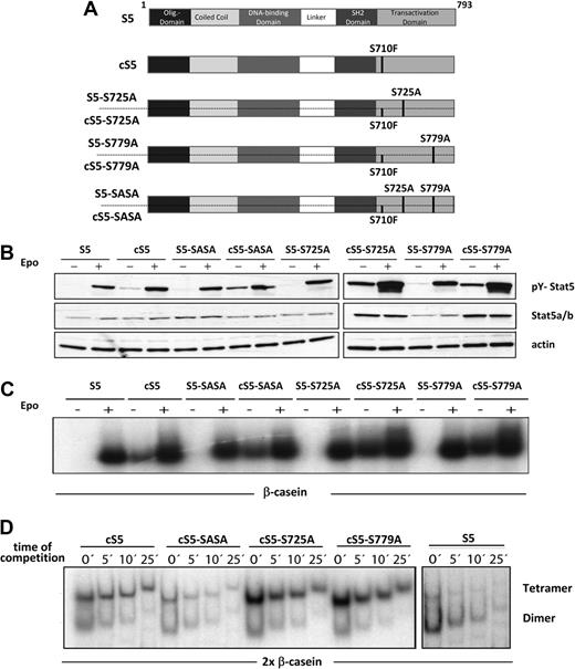 Figure 2. Stat5a mutants exhibit unchanged biochemical properties. (A) Schematic representation of mutant Stat5a proteins. The oncogenic Stat5a mutant cS5 contains a Ser to Phe mutation at position 710, which renders it constitutively active. The Stat5a mutants S725A, S779A, and SASA carry single or double Ser to Ala substitutions. (B) 293T cells were transfected with the WT (S5) and hyperactive (cS5) mutant Stat5a constructs indicated and stimulated via the erythropoietin (Epo) receptor. Cells were treated (+) with 50 U of Epo or left untreated (−). Whole-cell extracts were prepared and subjected to Western blot analysis to evaluate tyrosine phosphorylation. (C) Epo-stimulated extracts from panel B were subjected to EMSA using the β-casein site to study the DNA binding properties of the different WT Stat5a and hyperactive Stat5a mutants. Equal dimer activity was established before analyzing the extracts in tetramer assays as described previously.2,28 (D) Tetramer formation of the Stat5a mutants indicated was analyzed with Epo-stimulated 293T cell extracts from panel B using a 2× β-casein binding element. All Stat5a derivatives were found to bind to the site as tetramers. Compared with dimers, tetramers were more stable toward competition by cold DNA. The absence of cold DNA (0) represents the saturated binding reaction. This was followed by a 100× competition by cold DNA for 5, 10, and 25 minutes. cS5, cS5-S725A, and cS5-S779A form tetramers with enhanced DNA binding activity, which was in contrast to WT Stat5a (S5) and cS5-SASA. The data are representative for 3 individual transfections.