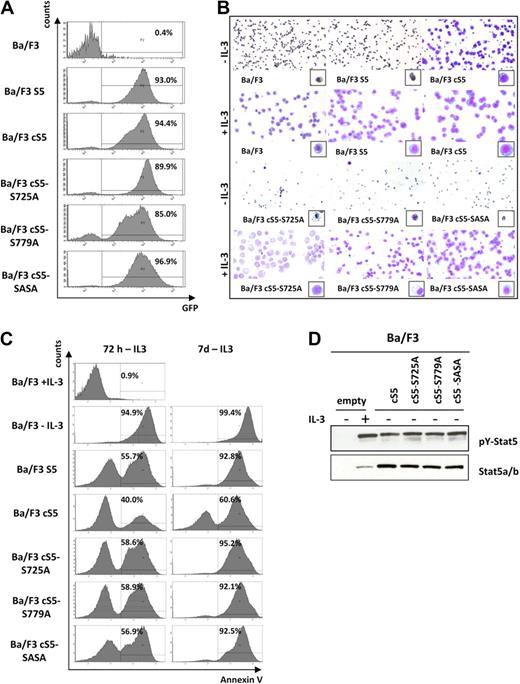 Figure 4. cS5 confers factor-independent survival in the presence of intact serine phosphorylation only. (A) Transduced and FACS-sorted Ba/F3 cells were analyzed for GFP expression by flow cytometry and showed a consistently high percentage of GFP+ cells. (B) Representative cytospins of IL-3–dependent Ba/F3 cells transduced with the indicated Stat5a variants and kept in medium with/without addition of IL-3. After 7 days, all transduced cells proliferated in the presence of cytokine. However, only cS5-transduced Ba/F3 cells were repeatedly able to grow independent of IL-3. Cells transduced with WT Stat5a, cS5-S725A, cS5-S779A, and cS5-SASA were not transformed to factor independence and underwent apoptosis similar to untransduced Ba/F3 controls without IL-3. (C) Growth factor–dependent Ba/F3 cells were transduced with the different cS5 constructs and WT Stat5a as indicated and FACS-sorted for GFP+ cells. Upon IL-3 withdrawal, apoptosis was analyzed by FACS using an annexin V antibody at 72 hours and at 7 days. cS5-expressing cells were the only ones able to survive without cytokine stimulation. All other mutants underwent apoptosis after factor depletion in 3 individual experiments. (D) Cell lysates from sorted GFP+ cells were prepared and analyzed by immunoblotting with the indicated antibodies. Parental Ba/F3 cells showed weak expression of total Stat5, which was strongly tyrosine phosphorylated upon IL-3 stimulation. In all Ba/F3 cells transduced with the different cS5 constructs, Stat5 was highly tyrosine phosphorylated in the absence of cytokine stimulation.