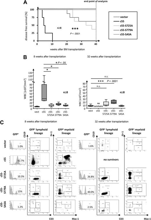 Figure 5. Loss of Stat5a serine-phosphorylation delays disease onset in transplanted mice. (A) Kaplan-Meier plot of cS5- vs cS5-S725A–, cS5-S779A–, and cS5-SASA–transplanted mice. GFP vector–transplanted mice were included as controls. All cS5-transplanted mice died within 10 weeks. In contrast, cS5-SASA–transplanted mice remained disease-free, and disease onset in cS5 single serine mutants was significantly delayed (***P < .001). All groups were monitored over a period of 40 weeks after which all mice were killed and analyzed (n ≥ 8). (B) WBC counts of transplanted mice at 8 weeks (left) and 32 weeks after transplantation (right). PB hematology revealed a dramatic increase in WBCs in cS5-transplanted mice after 8 weeks. By contrast, all serine mutants showed a slight increase in WBCs after 32 weeks only. (C) FACS analysis of PB for representative cS5 versus cS5-S725A–, cS5-S779A–, and cS5-SASA–transplanted mice at 8 and 32 weeks after BM transplantation. The overall number of GFP+ cells is displayed in the histogram. All cS5-transplanted mice were found to present with severe myelodysplasia when GFP+ cells were gated for lymphoid (CD3 and CD19) and myeloid (Gr-1 and Mac-1/CD11b) markers, respectively. Conversely, all serine mutants showed an increase in GFP+ lymphoid cells (mainly CD3+ cells) and in Gr-1+ cells.