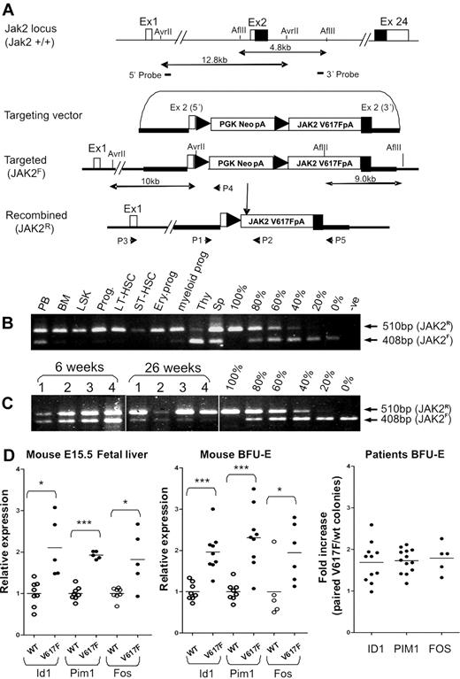 Figure 1. Generation of a conditional human JAK2 V617F knock-in allele. (A) Diagram showing the endogenous mouse Jak2 allele, the targeting vector, the knock-in allele resulting from homologous recombination, and the activated recombined allele after excision of the PGKNeo-poly (A) cassette. (B) PCR showing high levels of recombination in BM, stem cells, and progenitors and relatively lower levels in peripheral blood, spleen, and thymus. PCR was performed using P1 + P2 + P4 (A) on genomic DNA from peripheral blood (PB), BM, LSK, total progenitors (Prog), LT-HSC (lineage−Sca-1+c-Kit+CD34−), ST-HSC (lineage−Sca-1+c-Kit+CD34+), myeloid progenitors (lineage−Sca-l−c-Kit+CD34+ CD71−), and erythroid progenitors (lineage−Sca-l−c-Kit+CD34− CD71+), thymus (Thy), and spleen cells (Sp). Serial dilutions were made by mixing the corresponding amount of genomic DNA from JAK2F/+ and JAK2R/+ ES cells. Top (P1 + P2) and bottom (P1 + P4) bands represent the recombined and floxed allele, respectively. (C) PCR (performed as in panel B) showing that the proportion of recombined allele in peripheral blood samples from JAK2V617F mice increases with time. Vertical lines have been inserted to indicate removal of gel lanes. (D) Real-time quantitative PCR analysis showing comparable up-regulation of Stat5 and Erk1/2 target genes in erythroid cells (both in fetal and adult erythroid cells) from JAK2V617F mice compared with results obtained from ET patients. In ET patient samples, individual BFU-E were genotyped, pooled according to genotypes, and transcript levels of target genes in JAK2 V617F mutant and wild-type colonies were compared (far right panel). The fold increase represents the ratio of gene expression in V617F and WT pools with each data point representing an individual patient. Transcript levels of the same target genes were increased by a similar amount in both fetal liver and adult BM BFU-E from JAK2V617F mice (V617F) compared with littermate controls (WT). BFU-E colonies were derived from 3 JAK2V617F and 3 wild-type control mice. Individual colonies from JAK2V617F mice were genotyped to distinguish those carrying the active recombined allele. Colonies were pooled according to the genotype (4-6 colonies/pool). Expression of target genes in a pooled BFU-E sample was calculated relative to the mean of the wild-type pooled samples, which was defined as 1. *P < .05. ***P < .001.