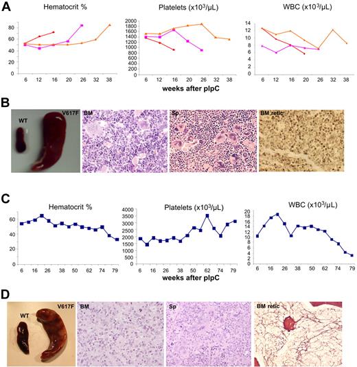 Figure 3. JAK2V617F mice develop PV and myelofibrosis. (A) Blood parameters of mice with a PV-like phenotype displaying a marked increase in hematocrit and a fall in their platelet counts. (B) Mice with a PV-like phenotype show splenomegaly; BM hematoxylin and eosin (BM) showing erythroid and megakaryocytic hyperplasia with clustering and highly pleomorphic morphology; spleen hematoxylin and eosin (Sp) showing megakaryocytic and erythroid hyperplasia; reticulin stain showing no fibrosis in BM (BM retic) and spleen (not shown). (C) Blood parameters of a mouse with BM fibrosis displaying a gradual decline of blood count parameters, including hematocrit and white cells, and an increase in its platelet counts. (D) Splenomegaly in mouse with BM fibrosis; BM hematoxylin and eosin (BM) showing granulocytic hyperplasia with reduced megakaryocytic and erythroid cells; spleen hematoxylin and eosin (Sp) showing megakaryocytic, erythroid, and granulocytic expansion; reticulin stain showing fibrosis in BM (BM retic) but not in spleen (not shown).