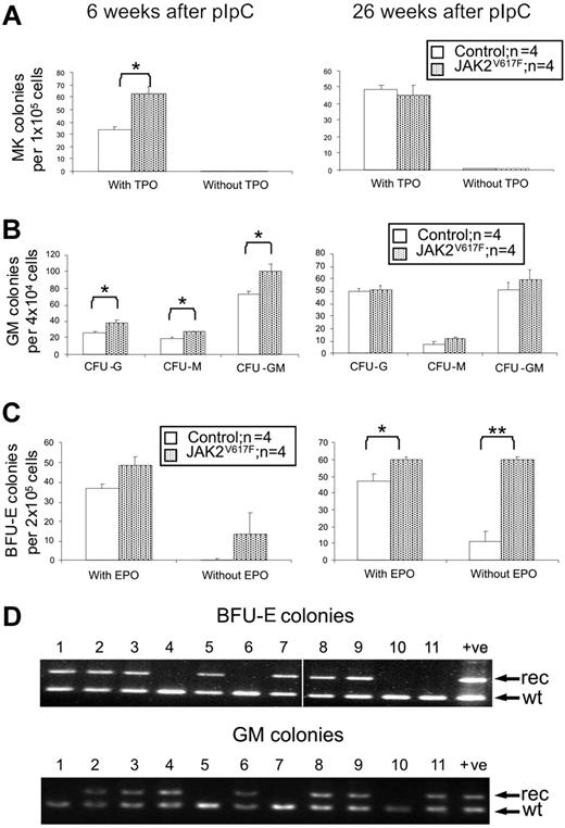 Figure 5. Increased clonogenic progenitors in JAK2V617F mice. Colony assays were performed 6 and 26 weeks after pIpC. (A) Megakaryocyte colonies (CFU-MK). (B) Granulocyte-macrophage colonies (CFU-GM). (C) Erythroid colonies (BFU-E). *P < .05. **P < .01. Data are mean ± SEM. (D) PCR analysis of individual BFU-E and CFU-GM colonies from mice 26 weeks after pIpC using primers P1 + P2 + P5 (see Figure 1A). No colonies were homozygous for the recombined allele. Vertical line has been inserted to indicate removal of a gel lane. Lanes 1 to 11 indicate individual colonies; +ve, ES cell clone (JAK2R/+); rec, recombined allele (P1 + P2); and wt, wild type allele (P1 + P5).