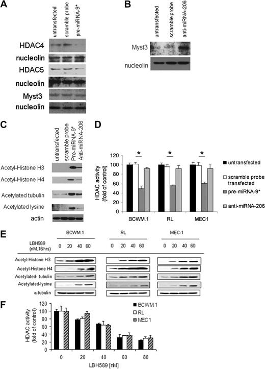 Figure 3. miRNA-9* and miRNA-206 target HDAC4/HDAC5 and Myst3, respectively. (A) BCWM.1 cells (scramble probe–, pre-miRNA-9*–transfected, and untransfected) were harvested at 12 hours after transfection. Nuclear lysates were subjected to Western blot with the use of anti-HDAC4, -HDAC5, -Myst3, and -nucleolin antibodies. (B) BCWM.1 cells (scramble probe–, anti–miRNA-206–transfected, and untransfected) were harvested at 12 hours after transfection. Nuclear lysates were subjected to Western blot with the use of anti-Myst3 and -nucleolin antibodies. (C) BCWM.1 cells (scramble probe–, pre-miRNA-9*–, anti–miRNA-206–transfected, and untransfected) were harvested at 12 hours after transfection. Whole-cell lysates were subjected to Western blotting with the use of anti–acetyl-histone H3, –acetyl-histone H4, –acetylated-tubulin, –acetylated-lysine, and -actin antibodies. (D) BCWM.1 cells (scramble probe–, pre-miRNA-9*–, anti–miRNA-206–transfected, and untransfected) were harvested at 12 hours after transfection. HDAC activity was assessed in vitro with the use of nuclear extracts by Colorimetric HDAC Activity Assay Kit (*P < .05). (E) BCWM.1, RL, and MEC-1 cells were cultured with LBH589 (20-60nM) for 16 hours or with control medium. Whole-cell lysates were subjected to Western blotting with the use of anti–acetyl-histone H3, –acetyl-histone H4, –acetylated-tubulin, –acetylated-lysine, and –α-tubulin antibodies. (F) BCWM.1 cells were cultured in the presence or absence of LBH589 (0-80nM; 8 hours). HDAC activity was assessed in vitro with the use of nuclear extracts by Colorimetric HDAC Activity Assay Kit (all P ≤ .05).
