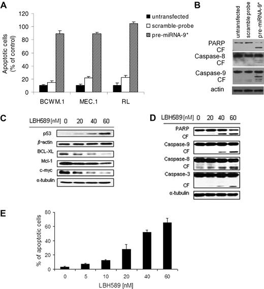 Figure 5. miRNA-9*–dependent HDAC inhibition exerts a proapoptotic effect on WM cells. (A) Percentage of cells undergoing apoptosis was studied by Apo2.7 staining and flow cytometry in WM and low-grade lymphoma IgM-secreting cell lines (untransfected, scramble probe–, pre-miRNA-9*–transfected were harvested 48 hours after transfection). All P ≤ .05. (B) BCWM.1 cells (untransfected, scramble probe–, and pre-miRNA-9*–transfected) were harvested at 12 hours after transfection. Whole-cell lysates were subjected to Western blot with the use of anti-PARP, –caspase-8, –caspase-9, and –actin antibodies. (C-D) BCWM.1 cells were cultured with LBH589 (0-60nM) for 16 hours. Whole-cell lysates were subjected to Western blot with the use of anti-p53, –BCL-XL, –Mcl-1, –c-myc, –β-actin, -PARP, –caspase-9, –caspase-8, –caspase-3, and –α-tubulin antibodies. (E) BCWM.1 cells were cultured with LBH589 for 48 hours at doses that range from 0 to 60nM, and the percentage of cells undergoing apoptosis was studied by Apo2.7 staining by flow cytometry. All P ≤ .05.