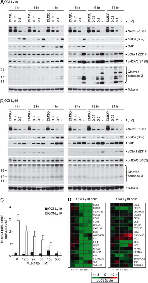 Figure 2. MLN4924 induces apoptosis through inhibition of NF-κB signaling in ABC-DLBCL and induction of DNA rereplication in GCB-DLBCL. OCI-Ly10 (A) and OCI-Ly19 (B) cells were treated with EC50, EC90, and 1μM concentrations of MLN4924 for 1, 2, 4, 8, 16, and 24 hours. Cell lysates were immunoblotted for NEDD8-cullin, phosphorylated IκBα (Ser32), Cdt-1, phosphorylated Chk1 (Ser317), phosphorylated H2AX (SER139, cleaved (Clvd) caspase 3, and tubulin. (C) OCI-Ly10 and OCI-Ly19 cells were treated with increasing concentrations of MLN4924 for 4 hours. The nuclear fraction was prepared and subjected to enzyme-linked immunosorbent assay-based quantitation of p65 levels. (D) OCI-Ly10 and OCI-Ly19 cells were treated with EC90 concentrations of MLN4924 for 1, 3, 6, 12, and 24 hours, and quantitative RT-PCR was performed to measure levels of NF-κB target gene transcripts.