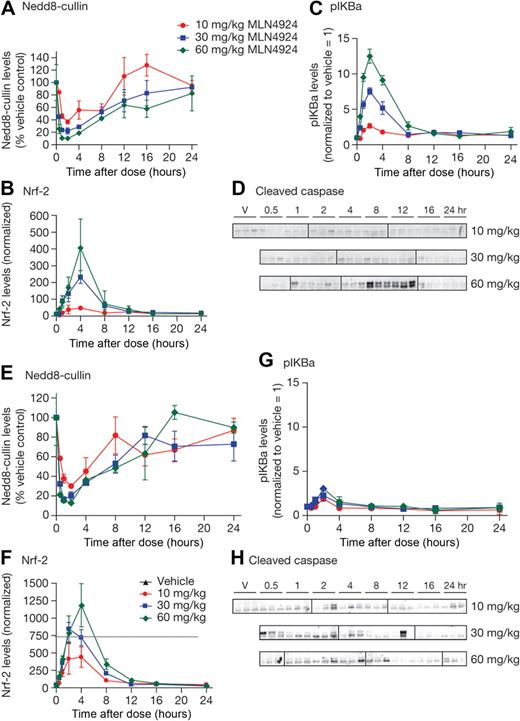 Figure 3. MLN4924 inhibits NAE in human xenograft models of DLBCL. CB.17 SCID mice bearing OCI-Ly10 (A-D) and OCI-Ly19-luc (E-H) xenografts were administered a single subcutaneous dose of vehicle or MLN4924 at 10, 30, or 60 mg/kg. Tumors were excised at the indicated times and NEDD8-cullin conjugate levels (A,E), relative Nrf-2 protein levels (B,F), and relative pIκBα levels (C,G) were measured in the tumor lysates (20 μg protein per lane) by quantitative immunoblot analysis. Units are arbitrary. In panel F, the assay has a linear standard curve up to 750 units. Western blotting was also performed to analyze levels of cleaved caspase 3 after a single subcutaneous dose of 60 mg/kg (D,H). Vertical lines have been inserted to indicate repositioned gel lanes.