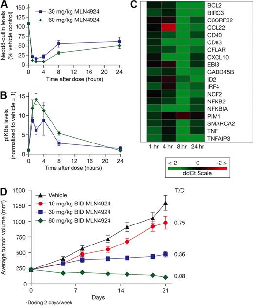 Figure 5. MLN4924 inhibits NAE and the NF-κB pathway and induces tumor regressions in a primary human DLBCL xenograft model. NOD.SCID mice bearing PHTX22L primary human DLBCL xenografts were administered a single subcutaneous dose of vehicle or MLN4924 at 30 and 60 mg/kg. Tumors were excised at the indicated times, and NEDD8-cullin conjugate levels (A) and relative pIκBα levels (B) were measured in the tumor lysates (20 μg protein per lane) by quantitative immunoblot analysis. (C) Quantitative RT-PCR was performed on RNA extracted from tumor samples using human specific primers to measure levels of NF-κB target gene transcripts. (D) NOD.SCID mice were dosed by subcutaneous administration with either vehicle control or on the doses indicated for 3 cycles of 2 days treatment with 5 days rest. Mean tumor volumes ± SEM are shown (n = 10 mice per group).