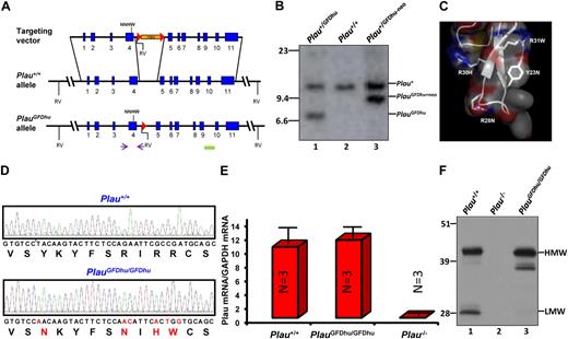 Figure 1. Generation of the PlauGFDhu/GFDhu mouse strain. (A) Structure of targeting vector (top), wild-type Plau allele (middle), and targeted Plau allele with the neomycin cassette removed (bottom). Exons are indicated as blue boxes and intron sequences as black lines. Homologous recombination in ES cells introduced c.185T→A, c.201G→A, c.202A→C, c.207G→A, c.209C→T, and c.211A→G mutations into exon 4 and a neomycin selection cassette (orange) flanked by LoxP sites (red triangles) into intron 4. The neomycin cassette was removed by crossing germline chimeras to the Oz_Cre deletor strain (Ozgene Pty). The locations of the primers used for PCR screening of ES cell clones and genotyping of mice are indicated by arrows. NNHW indicates the position of the 4 codon changes in exon 4. Solid green box denotes location of Southern blot probe. Position of EcoRV restriction sites (RV) are indicated. (B) Southern blot of EcoRV digested tail DNA from Plau+/GFDhu (lane 1), Plau+/+ (lane 2), and Plau+/GFDhu-neo (lane 3) offspring of a PlauGFDhu/+ germline chimera crossed to an Oz_Cre deletor strain mouse. Positions of wildtype, targeted allele with the neomycin cassette, and targeted allele with the neomycin cassette removed are shown. Position of molecular weight markers (kb) are indicated at left. (C) Structure of the mouse uPA GFD. Combined surface (semitransparent), ribbon, and stick representation depicts the receptor-binding β-hairpin of the GFD of mouse uPA using the atomic coordinates 3LAQ17 and Pymol (DeLano Scientific). The 4 mutated amino acids (Y23N, R28N, R30H, R31W) are shown as sticks. (D) Sequence analysis of part of exon 4 (c.179-217) from Plau+/+ (top) and PlauGFDhu/GFDhu (bottom) mice confirms the introduction of the 6 nucleotide substitutions and 4 amino acid substitutions (red letters in nucleotide and amino acid sequence). (E) qPCR analysis of total RNA from Plau+/+ (left), PlauGFDhu/GFDhu (middle), and Plau−/− (right) mouse kidneys shows that Plau mRNA levels are not affected by the mutations in exon 4 or the LoxP site in intron 4. Data are shown as mean ± SEM, 3 mice per genotype. (F) Western blot of uPA in pooled samples (3-4 mice per group) of void urine from Plau+/+ (left), Plau−/− (middle), and PlauGFDhu/GFDhu (right) shows normal expression of high-molecular-weight (HMW, arrow) uPAY23N-R28N-R30H-R31W, reduced LWM (arrow) uPAY23N-R28N-R30H-R31W, and a corresponding increase in a higher-molecular-weight form processed in the linker region between the GFD and kringle domains. The position of molecular weight markers (kDa) is indicated at left.