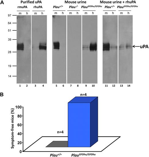 Figure 2. Specificity shift of uPAY23N-R28N-R30H-R31W from mouse to human uPAR. (A) The receptor-binding status of uPA in urine was tested by ligand blotting on PVDF membranes after SDS-PAGE of 0.5 μg purified mouse uPAR (m, lanes 1, 3, 5, 7, 9, 11, and 13) or human uPAR (h, lanes 2, 4, 6, 8, 10, 12, and 14). In lanes 1 to 4, the species selectivity of the uPAR-uPA interaction is demonstrated by incubating the blot with 1nM purified mouse pro-uPA (rmuPA, lanes 1-2) or human pro-uPA (rhuPA, lanes 3-4) spiked in urine from Plau−/− mice. In lanes 5 to 10, pools of void urine from Plau+/+ (n = 3; lanes 5-6), Plau−/− (n = 3; lanes 7-8), and PlauGFDhu/GFDhu (n = 7; lanes 9-10) mice were incubated with the uPAR blots. Bound uPA was detected with polyclonal rabbit anti-uPA antibodies, followed by swine anti–rabbit anti-IgG. In lanes 11-14, the specificities of these interactions were verified by incubating Plau+/+ (lanes 11-12) and PlauGFDhu/GFDhu (lanes 13-14) urine in the presence of 20nM recombinant human pro-uPA followed by a rabbit polyclonal antibody specific for mouse uPA. All urine samples were diluted 20-fold in PBS containing 0.05% (vol/vol) Tween 20 before incubation overnight at 4°C. The position of molecular weight markers (kDa) is indicated at left. (B) 4 adult Plau+/+ (left column) and 4 PlauGFDhu/GFDhu (right column) mice were injected intraperitoneally with 8 mg/kg PrAg-U2 and 10 mg/kg FP59. The health of the mice was determined by an investigator unaware of animal genotype. The mice were then humanely killed when moribund (P = .014; Fisher exact test).