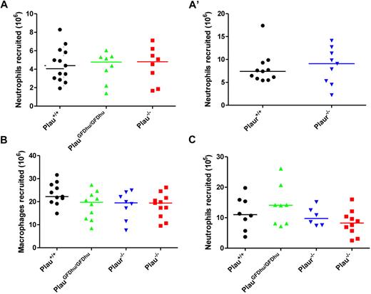 Figure 5. Loss of uPA-uPAR interaction does not affect leukocyte accumulation in standard models of inflammation. (A and A') Peritoneal neutrophils (CD11b−Gr1+) at 4 hours and (B) macrophages (CD11b+Gr1−) at 72 hours after thioglycollate injection of Plau+/+ (left), PlauGFDhu/GFDhu (second left), Plaur−/− (third left), and Plau−/− (right) mice. Experiments in A and A' were performed on separate days. (C) Lipopolysaccharide-elicited lung neutrophils (CD11b−Gr1+) at 24 hours in Plau+/+ (left), PlauGFDhu/GFDhu (second left), Plaur−/− (third left), and Plau−/− (right) mice. Symbols represent individual mice. Horizontal bars show average values. P = N.S., all genotypes versus each other, Mann-Whitney U test, 2-tailed.