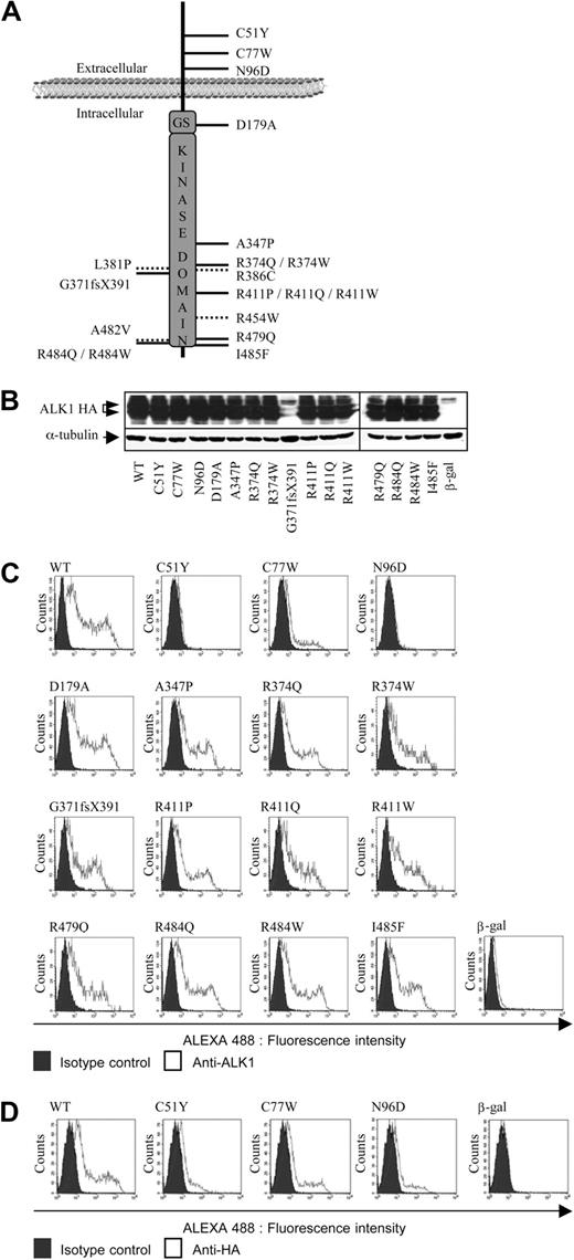 Figure 1. Expression and localization of the different ALK1 mutants. (A) The 19 different mutations are distributed on the map of the ALK1 protein. The mutations indicated with a dotted line are the conflicting mutations. (B) Protein expression of ALK1 mutants. Expression vectors encoding HA-tagged (at their C-terminus), ALK1 (WT or mutants), or β-gal (control) were transiently transfected into NIH-3T3 cells for 24 hours. Cell lysates (20 μg proteins) were resolved by 10% SDS-PAGE and immunoblotted with antibodies directed against HA and α-tubulin (as a loading control). (C-D) Flow cytometry analysis of NIH-3T3 cells transfected with expression vectors encoding HA-tagged (at their N-terminus), ALK1 (WT or mutants), or β-gal (control) for 24 hours. Nonpermeabilized transfected cells were stained for cell surface ALK1 expression (C, anti-ALK1 antibody) or (D, anti-HA antibody).