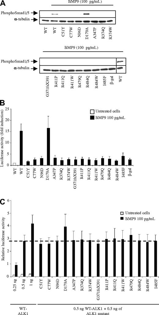 Figure 2. BMP9 response of ALK1 mutants. (A) Expression vectors encoding WT-ALK1 or the different ALK1 mutants or β-gal (control) were transiently transfected into NIH-3T3 cells. After 24 hours, cells were serum deprived for 1 hour and subsequently treated or not with BMP9 (100 pg/mL) for 1 hour. Cell lysates (20 μg proteins) were resolved by 10% SDS-PAGE and immunoblotted with antibodies against phosphoSmad1/5 or against α-tubulin (as a loading control). (B) NIH-3T3 cells were transiently transfected with pGL3(BRE)2-luc, pRL-TK-luc, and plasmids (0.5 ng) encoding either WT-ALK1 or the different ALK1 mutants or β-gal (control). After 4 hours, cells were treated or not with BMP9 (100 pg/mL) for 15 hours. The luciferase activities were then measured as described in “DNA transfection and dual luciferase activity assay.” The relative firefly luciferase activity was normalized to renilla luciferase activity. Results are expressed as fold induction over the value obtained for each ALK1 mutant in the absence of BMP9. Data are mean ± SD of 3 independent experiments. (C) NIH-3T3 cells were transiently transfected with pGL3(BRE)2-luc, pRL-TK-luc, and different combinations of WT and mutant ALK1: WT-ALK1 alone (0.25, 0.5, or 1 ng) or WT-ALK1 (0.5 ng) and either one of the different mutants ALK1 (0.5 ng). After 4 hours, cells were treated or not with BMP9 (100 pg/mL) for 15 hours. The luciferase activities were then measured as described in “DNA transfection and dual luciferase activity assay.” The relative firefly luciferase activity was normalized to renilla luciferase activity. Data are mean ± SD of 3 independent experiments. The dotted line represents the level of luciferase activity obtained with 0.5 ng of WT-ALK1 stimulated with BMP9.
