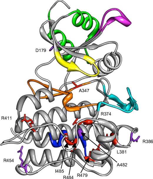 Figure 5. Structural model of ALK1 cytoplasmic domain. A structural model of ALK1 intracellular domain was generated by homology modeling to the corresponding domain of ALK5 deduced from its crystal structure.37,38 The different domains of the proteins are indicated in different colors: GS box in green (amino acids 172-201), phosphate binding domain in yellow (amino acids 208-214), Smad binding loop (L45) in magenta (amino acids 263-270), catalytic loop in orange (amino acids 328-348), activation domain in cyan (amino acids 351-375), and NANDOR box in blue (amino acids 479-489). The positions of the 18 missense mutations, overlaid on the modelized structure, are indicated in red for the pathogenic mutations and in purple for the rare polymorphisms.