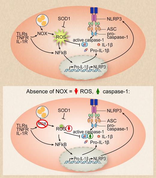 Activation of Toll-like receptor (TLR), TNF receptor, or IL-1 receptor as well as phagocytosis of particles activates phagosomal NOX enzymes that leads to the production of reactive oxygen species (ROS). ROS inhibits caspase-1 by mediating the covalent modification of redox-sensitive cysteine residues. In the absence of NOX enzymes, ROS production is diminished and inhibition of caspase-1 is relieved, leading to enhanced IL-1β processing. Professional illustration by Debra T. Dartez.