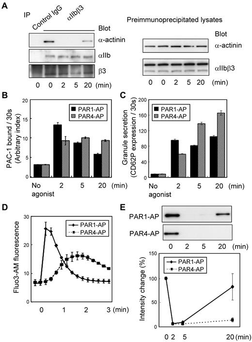 Figure 1. Dynamic changes in the interaction between αIIbβ3 and α-actinin in platelets. Washed human platelets were stimulated with PAR1-AP (25μM) or PAR4-AP (150μM) under nonstirring conditions for the time indicated. (A) αIIbβ3 was immunoprecipitated from lysates prepared from human platelets stimulated with PAR1-AP. Immunoprecipitates were then subjected to SDS–polyacrylamide gel electrophoresis (PAGE) and immunoblotted with anti–α-actinin antibody. Immuno-blots were stripped and reprobed with anti-αIIbβ3 antibody. Preimmunoprecipitated lysates were also subjected to SDS-PAGE and immunoblotted with the same series of antibodies. (B) FITC–PAC-1 was added to the activated platelets after stimulation and incubated for 30 seconds to obtain the PAC-1 binding velocity at the time indicated. PAC-1 binding/30 seconds was normalized for integrin expression levels. (C) Phycoerythrin-conjugated anti-CD62P was added to the activated platelets and incubated for only 30 seconds to evaluate granule secretion. (D) Intracellular calcium mobilization was assessed by monitoring Fluo3-AM fluorescence by flow cytometry. (E) αIIbβ3 was immunoprecipitated then immunoblotted with anti–α-actinin antibody. Immuno-blots shown are representative of 3 different experiments and analyzed by scanning densitometry and quantified with ImageJ (National Institutes of Health).
