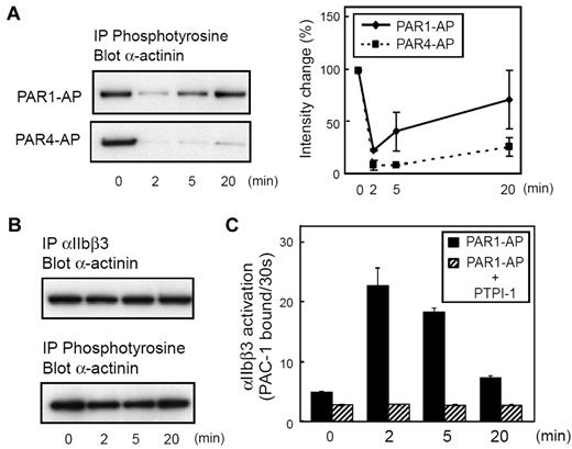 Figure 2. Kinetics of tyrosine phosphorylation of α-actinin during platelet activation and inhibition of SHP-1 by PTPI-1. Washed human platelets were stimulated with PAR1-AP (25μM) or PAR4-AP (150μM) for the time indicated. (A) Tyrosine-phosphorylated proteins were immunoprecipitated then immunoblotted with anti–α-actinin antibody. Immunoblots were analyzed by scanning densitometry and were quantified with ImageJ. (B) Washed human platelets were incubated at room temperature for 2 minutes in the presence of PTPI-1 (50μM). The platelets were then stimulated with PAR1-AP (25μM) for the time indicated. αIIbβ3 or tyrosine-phosphorylated proteins were immunoprecipitated then immunoblotted with anti–α-actinin antibody. (C) FITC–PAC-1 was added to the activated platelets after stimulation and incubated for 30 seconds to obtain the PAC-1 binding velocity at the time indicated. Error bars represent SEMs of 3 experiments.