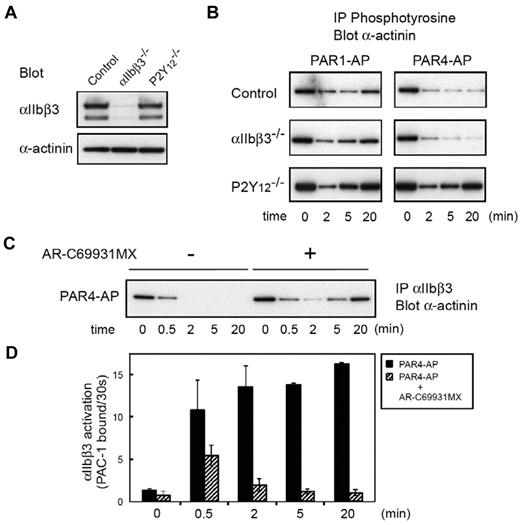 Figure 3. Changes in α-actinin phosphorylation and its interaction with αIIbβ3 in platelets from patients with Glanzmann thrombasthenia or P2Y12 deficiency. (A) Platelet lysates from patients with Glanzmann thrombasthenia or patients with P2Y12 deficiency were subjected to SDS–polyacrylamide gel electrophoresis and immunoblotted with anti-αIIbβ3 antibody or anti–α-actinin antibody. (B) Washed platelets were stimulated with PAR1-AP (25μM) or PAR4-AP (150μM) for the time indicated. Tyrosine-phosphorylated proteins were immunoprecipitated then immunoblotted with anti–α-actinin antibody. (C) Washed normal platelets were stimulated with PAR4-AP (150μM) for the time indicated after incubation with AR-C69931MX (1μM) for 2 minutes. αIIbβ3 was immunoprecipitated then immunoblotted with anti–α-actinin antibody. (D) Washed normal platelets were stimulated with PAR4-AP (150μM) for the time indicated after incubation with AR-C69931MX (1μM) for 2 minutes. FITC–PAC-1 was added to the activated platelets after stimulation and incubated for 30 seconds to obtain the PAC-1 binding velocity at the time indicated. Error bars represent SEMs of 3 experiments.