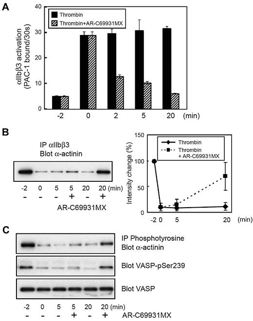 Figure 4. Effects of the blockade of P2Y12 on α-actinin and αIIbβ3. Washed human platelets were incubated with thrombin (0.2 U/mL). The P2Y12 antagonist, AR-C69931MX (1μM), was added after 2 minutes of thrombin stimulation. (A) FITC–PAC-1 was added to the activated platelets after stimulation and incubated for 30 seconds to obtain the PAC-1 binding velocity at the time indicated. (B) αIIbβ3 was immunoprecipitated then immunoblotted with anti–α-actinin antibody. (C) Tyrosine-phosphorylated proteins were immunoprecipitated then immunoblotted with anti–α-actinin antibody. Preimmunoprecipitated lysates were also subjected to SDS–polyacrylamide gel electrophoresis and immunoblotted with anti–phospho-VASP (Ser239) antibody or anti-VASP antibody. Error bars represent SEMs of 3 experiments.