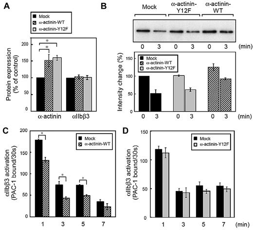 Figure 5. Effects of α-actinin on αIIbβ3 inside-out signaling in CMK cells. Human megakaryoblastic CMK cells were transiently transfected with plasmids encoding for α-actinin and Tac subunit of the human interleukin-2 receptor. Protein expression and integrin activation were assessed 20 hours after transfection. (A) Intracellular α-actinin and surface αIIbβ3 were determined by flow cytometry. Bar charts represent specific antibody binding to highly transfected cells (CD25-allophycocyanin fluorescence > 50) normalized to mock plasmid (pcDNA3.1)–transfected cells. Transfected CMK cells were incubated with PAR1-AP (50μM) for the time indicated. αIIbβ3 was immunoprecipitated then immunoblotted with anti–α-actinin antibody(B). Bar charts represent PAC-1 binding to wild-type α-actinin (C) or mutant α-actinin (D) transfected cells. Error bars represent SEMs of 3 experiments. *P < .05.