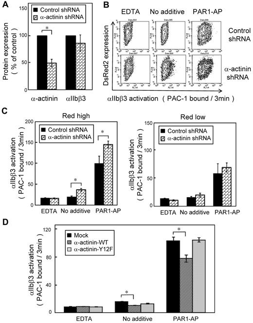 Figure 6. Knockdown of α-actinin augmented PAR1-AP–induced PAC-1 binding in CMK. Lentiviral particles encoding a shRNA for α-actinin or a control shRNA were transduced to CMK cells. (A) Intracellular α-actinin and surface αIIbβ3 were determined by flow cytometry. (B) CMK cells were stimulated with PAR1-AP (50μM) under nonstirring conditions with FITC–PAC-1 for 3 minutes. In contour plots, PAC-1 binding is shown on the x-axis, and transduction of the lentiviral particles is estimated by DsRed2 expression on the y-axis. (C) Bar charts represent PAC-1 binding to highly transduced cells (DsRed2 fluorescence > 250) and to less transduced cells (DsRed2 fluorescence < 50). (D) α-Actinin shRNA–transduced CMK cells were transiently transfected with plasmid encoding for wild-type or mutant α-actinin. Cells were stimulated with PAR1-AP (50μM) under nonstirring conditions with FITC–PAC-1 for 3 minutes. Error bars represent SEMs of 3 experiments in PAR1-AP and EDTA and of 8 experiments in no additive condition. *P < .05.