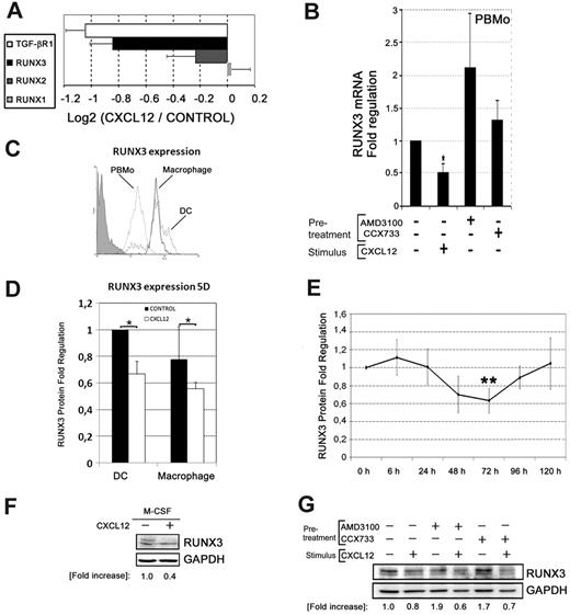 Figure 6. CXCL12 modulates the transcription factor RUNX3. (A) mRNA extracted from PBMos stimulated with CXCL12 (100 ng/mL) or unstimulated (control) was analyzed by microarrays. CXCL12-induced regulation of the expression of the RUNX family proteins and TGF-β receptor was compared. The ratios of the log2 intensity data of CXCL12-treated cells versus Control for TGF-β/RUNX selected genes are represented. Mean ± SD; n = 3. (B) PBMos were incubated for 6 hours in the presence (+) or absence (−) of CXCL12 (100 ng/mL), or the CXCR4 or CXCR7 antagonists AMD3100 (25 μg/mL) and CCX733 (10nM), respectively. RNA was extracted from cells and subjected to reverse transcriptase reaction and qPCR for RUNX3 and normalized to GAPDH. Fold regulation relative to control untreated cells is shown. Mean ± SD; n = 4; *P < .05. (C) Runx3 expression was analyzed by flow cytometry on PBMos (punctuated line), DCs (gray line), or macrophages (black line), by stimulation for 5 days with GM-CSF plus IL-4 or M-CSF, respectively. Control Isotype was also shown (shaded profile). A representative experiment of 3 is shown. (D) PBMos were differentiated to DCs or macrophages as described in panel C in the absence or presence of CXCL12 (100 ng/mL), during the differentiation process. RUNX3 levels were analyzed by flow cytometry. Fold regulation relative to control untreated (−) cells are shown. Mean ± SD; n = 3; *P < .05. (E) PBMos were cultured in the absence or in the presence of CXCL12 (100 ng/mL) during 5 days. Percentages of RUNX3 positive cells were analyzed by flow cytometry at the indicated times. Fold regulation relative to control untreated cells are shown. Mean ± SD; n = 9; **P < .01. (F) PBMos induced with M-CSF during 2 days were untreated (−) or treated with CXCL12 (100 ng/mL) as indicated. Western blot of total lysates was performed. Results were quantified by densitometry, normalized for differences in loading, and expressed as fold increase compared with unstimulated controls. A representative experiment out of 3 is shown. (G) PBMos were pretreated (+) with AMD3100 (25 μg/mL) or CCX733 (10nM) or untreated (−) as control. Subsequently, cells were stimulated with CXCL12 (100 ng/mL) as indicated. Western blot of total lysates of 48 hours cultured cells was performed. Results were quantified by densitometry, normalized for differences in loading, and expressed as fold increase compared with unstimulated controls. A representative experiment of 3 is shown.
