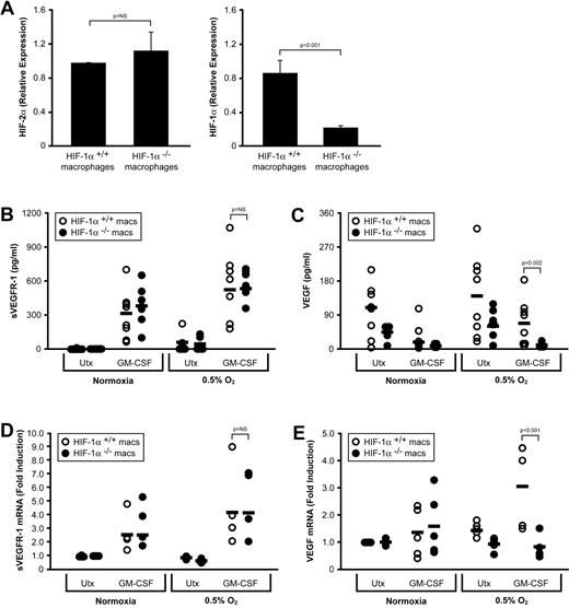 Figure 6. Production of VEGF, but not sVEGFR-1, is inhibited in HIF-α−/− macrophages. (A) HIF-1α and HIF-2α expression was assessed by real-time PCR in bone marrow–derived macrophages from HIF-1αflox/flox/LysMcre mice or HIF-1αflox/flox control mice. (B) Bone marrow–derived macrophages from HIF-1αflox/flox/LysMcre mice (HIF-1α−/− macrophages) or from HIF-1αflox/flox control mice (HIF-1α+/+ macrophages) were left untreated or were stimulated with 100 ng/mL GM-CSF, at ambient O2 or at 0.5% O2. Cell-free culture supernatants were assessed for sVEGFR-1 (B) after 48 hours. (C) VEGF levels from the same supernatants as in panel B. Cells were also assessed for levels of sVEGFR-1 (D) and VEGF (E) transcript by real-time PCR. Data are mean ± SEM of 8 mice per group.
