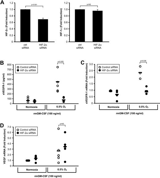 Figure 7. Neutralization of HIF-2α inhibits sVEGFR-1, but not VEGF, production. (A) Bone marrow-derived macrophages from wild-type mice were transfected with a control siRNA or a HIF-2α–specific siRNA cocktail and stimulated with GM-CSF for 48 hours at ambient O2 or at 0.5% O2. Transfection resulted in an approximate 35% decrease in HIF-2α transcript levels by real-time PCR, whereas HIF-1α was unaffected. (B) Cell-free culture supernatants were assessed for sVEGFR-1 after 48 hours. Levels of (C) sVEGFR-1 and (D) VEGF were also assessed via real-time PCR. Data are mean ± SEM of 5 mice per group.