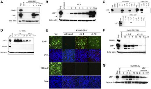 Figure 1. Induction of LMP-1 expression by IL-4 and IL-13 in the KMH2-EBV cells. (A) Expression of EBNA-2, LMP-1, and β-actin in total cell lysates of KMH2-EBV treated for 24 hours with control L cells or CD40L-L cells, with or without IL-4 (50 ng/mL), assessed by Western blotting. In all of the immunoblots, the arrow indicates the expression of the lower molecular weight LMP-1 (“truncated” LMP-1). (B) LMP-1 expression after activation of KMH2-EBV cells with IL-4 (50 ng/mL) for the indicated times. (C) Expression of LMP-1 in the KMH2-EBV cells treated with the indicated cytokines (50 ng/mL) for 24 hours. (D) Expression of LMP-1, EBNA-2, and β-actin in the KMH2-EBV cells after treatment with the indicated doses of IL-4 or IL-13 for 24 hours. (E) Immunofluorescence staining for LMP-1 or EBNA-2 of the IL-4– or IL-13–treated KMH2-EBV cells (50 ng/mL, 24 hours). Nuclei were visualized with Hoechst 33258. Images were generated with a Leitz DM RB microscope (Leica Microsystems) using a 63×/1.32 NA oil immersion objective lens. Images were captured with a Hamamatsu dual-mode cooled charged coupled device camera (C4880) and Hipic 6.4.0 software (Hamamatsu Photonics Deutschland). Pictures were edited for opitmal color contrast with Adobe Photoshop 7 (Adobe Systems). (F) Induction of LMP-1 in KMH2-EBV(PM) cell line by the indicated doses of IL-4 or IL-13 after 24 hours of treatment. (G) Expression of LMP-1 in KMH2-EBV cells treated with IL-4 (50 ng/mL) for 6, 12, 24, 48, or 72 hours. After 72 hours the cells were washed in phosphate-buffered saline and replated for an additional 24, 48, or 72 hours in complete RPMI medium without IL-4.