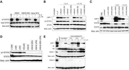 Figure 2. The JAK-STAT6 signaling pathway is involved in the induction of LMP-1. (A) Immunoblot analysis of total cell extracts of the IL-4– or IL-13–treated (50 ng/mL, 30 minutes) KMH2, KMH2-EBV, and Jijoye M13 cells with antibodies specific for phospho-Tyr641 STAT6 (pY-STAT6) and total STAT6. The latter membrane was reprobed with β-actin–specific antibodies. (B) Expression of LMP-1, phospho-Tyr641 STAT6 (pY-STAT6), total STAT6, and β-actin in total cell lysates prepared from the KMH2-EBV cells treated with IL-4 or IL-13 (50 ng/mL) for 6 hours. The cytokine-treated cells were preincubated for 1 hour with 50 or 200μM AG490 or similar volume of ethanol as control. (C) Expression of LMP-1, total STAT6, total STAT3, and β-actin in total cell lysates of IL-4– or IL-13–treated KMH2-EBV cells. Two days before the addition of the cytokines the cells were transfected with STAT6-specific or control siRNA and cultured in complete medium without antibiotics. IL-4 (10 ng/mL) or IL-13 (50 ng/mL) was added for 24 hours before the lysates were prepared. (D) Expression of phospho-Tyr641 STAT6 (pY-STAT6), total STAT6, and β-actin in total cell lysates prepared from the L1236, L428, L540, HDLM2, KMH2, KMH2-EBV, KMH2(PM), and KMH2-EBV(PM) cells. (E) Immunoblot analysis with the use of LMP-1, EBNA-1, EBNA-2, and β-actin antibodies. KMH2-EBV or 3 different clones of KMH2-B958EGFP (cl.2, cl.3, cl.7) cells were treated with 50 ng/mL IL-4 for 24 hours, and total cell lysates were prepared. NS denotes a nonspecific protein detected by the anti–EBNA-1 antibody.