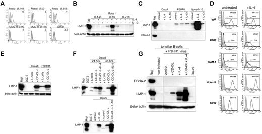 Figure 4. Induction of LMP-1 expression by IL-4, but not IL-13, in EBV-carrying BL and EBV-infected tonsillar B cells. (A) The expression of IL-4R-α in the type I (cl.148, cl.59, cl.216) and the type III (cl.99, cl.176) Mutu clones as assessed by fluorescence-activated cell sorting analysis. On the histogram plots the shaded areas represent the background fluorescence of the control antibody-stained cells, whereas the solid black lines denote the specific staining. The mean fluorescence intensity of the specific staining is indicated on the plots. (B) Immunoblot analysis of total cell extracts of the Mutu I cl.148, cl.59, and cl.216 cells treated with 50 ng/mL IL-4 or IL-13 (24 hours), using LMP-1 and β-actin antibodies. (C) Expression of LMP-1 and EBNA-2 in total cell lysates prepared from the Daudi, P3HR1 and Jijoye M13 cells were treated with IL-4 or IL-13 (50 ng/mL, 24 hours). (D) The expression of IgM, CD83, intercellular adhesion molecule 1 (ICAM-1), human leukocyte antigen (HLA) cl.I, and CD10 in the IL-4–treated (20 ng/mL, 3 days) Jijoye M13 cells as assessed by fluorescence-activated cell sorting analysis. On the histogram plots the shaded areas represent the background fluorescence of the control antibody-stained cells, whereas the solid black lines denote the specific staining. The mean fluorescence intensity of the specific staining and the percentage of the positively stained cells are indicated on the plots. (E) Immunoblot analysis of total cell extracts of the Daudi and P3HR1 after coculture with L cells (control) or CD40L-transfected L cells for 72 hours probed with LMP-1 and β-actin antibodies. (F) Expression of LMP-1 in total cell lysates prepared from the Daudi cells treated with L cells, CD40L-L cells, or CD40L-L cells plus IL-4 or IL-10 (50 ng/mL) for 24 or 48 hours. (G) Expression of EBNA-2, LMP-1, and β-actin in total cell lysates prepared from tonsillar B cells infected with the P3HR1 EBV strain and treated with L cells, CD40L-L cells, L cells plus IL-4 (50 ng/mL), or CD40L-L cells plus IL-4 (50 ng/mL) for 96 hours.