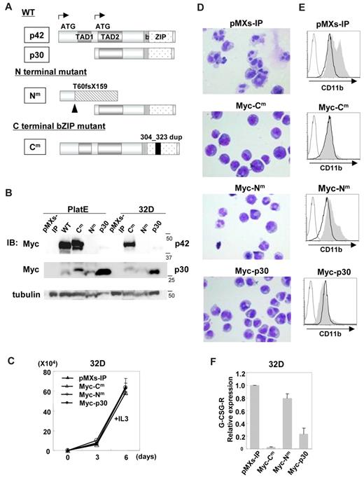 Figure 1. C/EBPα-Cm had the strong ability to block myeloid differentiation. (A) Schematic diagram of C/EBPα-WT (p42 and p30) and mutants, T60fsX159 (C/EBPα-Nm) and 304_323 dup (C/EBPα-Cm). TAD indicates the transcriptional activation domain; bZIP, basic region leucine zipper domain. (B) Expression of C/EBPα-WT and its mutants in Plat-E cells transiently transfected with a Myc-tagged C/EBPα-WT, C/EBPα-Cm, C/EBPα-Nm, or C/EBPα-p30 or an empty vector (pMXs-IP) and expression of C/EBPα mutants in 32Dcl3 cells transduced with Myc-tagged C/EBPα-Cm, C/EBPα-Nm, C/EBPα-p30, or mock (pMXs-IP). Cell lysates were subject to immunoblotting with anti-Myc Ab or anti-tubulin Ab as control. The results shown are representative of 3 independent experiments. (C) The growth of 32Dcl3 cells transduced with Myc-tagged C/EBPα-Cm, C/EBPα-Nm, C/EBPα-p30, or mock (pMXs-IP) in the presence of 1 ng/mL IL-3. All data points correspond to the mean and the standard deviation (SD) of 3 independent experiments. (D-E) 32Dcl3 cells transduced with Myc-tagged C/EBPα-Cm, C/EBPα-Nm, C/EBPα-p30, or mock (pMXs-IP) were cultured in the presence of 50 ng/mL G-CSF for 6 days. (D) Morphology of these cells was assessed by Giemsa staining. Images were obtained with a BX51 microscope and a DP12 camera (Olympus); objective lens, UplanFl (Olympus); original magnification ×40. (E) Surface expression of CD11b in these transfectants after incubation with 1 ng/mL IL-3 (bold histograms) or 50 ng/mL G-CSF (filled histograms) for 6 days was analyzed by flow cytometry. The result of control staining is shown as a thin-lined histogram. Data are representative of 3 independent experiments. (F) Relative expression levels of G-CSF-R in 32Dcl3 cells transduced with Myc-tagged C/EBPα-Cm, C/EBPα-Nm, C/EBPα-p30, or mock (pMXs-IP) were estimated by using real-time PCR. Data are representative of 3 independent experiments.