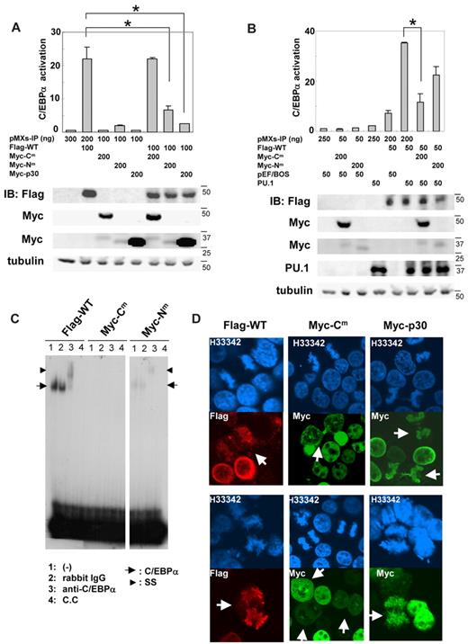 Figure 2. C/EBPα-Cm or C/EBPα-Nm inhibited the transcriptional activation of C/EBPα-WT by different mechanisms. (A-B top) 293T cells were transiently transfected with indicated amounts of expression plasmids (pMXs-Flag-tagged C/EBPα WT-IP, pMXs-Myc-tagged C/EBPα mutants-IP, pMXs-IP, pEF-BOS/PU.1, pEF-BOS) together with 100 ng of the luciferase reporter plasmid p(C/EBP)2TK. The total amount of plasmid for each transfection was adjusted by adding empty plasmids (pMXs-IP or pEF-BOS). Results represented the average values for relative luciferase activity that were normalized using the activity of EF1 vector as an internal control. All transfection groups were normalized with a Renilla luciferase vector as an internal control. All data points correspond to the mean and the standard deviation (SD). Data are representative of 3 independent experiments. Statistically significant differences are shown. *P < .05. (Bottom) Expression of C/EBPα-WT, C/EBPα-mutants, or PU.1 in 293T cells transiently transfected as above described. Cell lysates were subject to immunoblotting with anti-Flag Ab, anti-Myc Ab, anti-PU.1 Ab, or anti-tubulin Ab as control. The results shown are representative of 3 independent experiments. (C) DNA binding of C/EBPα-WT and mutants. Electrophoresis mobility shift assay was performed with 32P-labeled oligonucleotides containing the C/EBPα binding site derived from CSF3R promoter and nuclear extracts from 293T cells transiently transfected with pMXs-Flag–tagged C/EBPα WT-IP, pMXs-Myc–tagged C/EBPα-Cm-IP, or pMXs-Myc–tagged C/EBPα-Nm-IP. Data are representative of 3 independent experiments. Lane 1: none (−); lane 2: control rabbit immunoglobulin G was added; lane 3: anti-C/EBPα Ab was added; lane 4: cold competitor (C.C) was added. Ss indicates supershifted bands. (D) 293T cells transiently transfected with pMXs-Flag–tagged C/EBPα-WT-IP, pMXs-Myc-tagged C/EBPα-Cm-IP, or pMXs-Myc–tagged C/EBPα-p30-IP were immunostained with anti-Flag Ab (red) or anti–c-Myc Ab (green) and stained with Hoechst (H33342; blue). Data are representative of 4 independent experiments (total of 15 mitotic cells were examined for each transfectant). Fluorescence images by confocal microscopy were obtained with IX70 (Olympus). Original magnification ×60.