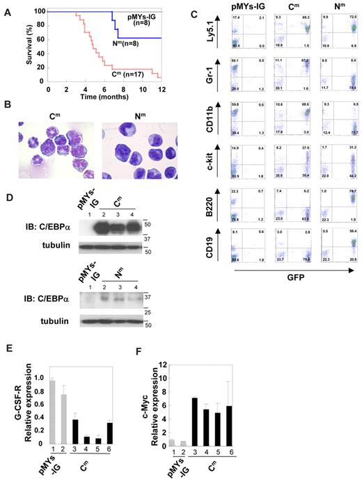 Figure 4. Transduction with C/EBPα-Cm alone induced AML in a mouse BMT model. (A) Kaplan-Meier analysis for the survival of mice that received transplants of BM cells transduced with C/EBPα-Cm-IG (Cm, n = 17), C/EBPα-Nm-IG (Nm, n = 8), or mock (pMYs-IG, n = 8). (B) Cytospin preparations of BM cells derived from mice/C/EBPα-Cm (left) or mice/Nm (right) were stained with Giemsa. A representative photograph is shown. Images were obtained with a BX51 microscope and a DP12 camera (Olympus); objective lens, UplanFl (Olympus); original magnification ×100. (C) Flow cytometric analysis of BM cells derived from mice/C/EBPα-Cm (middle), mice/C/EBPα-Nm (right), or mice/pMYs-IG (left). The dot plots show Ly5.1, Gr-1, CD11b, c-kit, B220, or CD19 labeled with phycoerythrin-conjugated monoclonal Ab versus expression of GFP. (D) Expression of C/EBPα-Cm protein and p30 protein generated by C/EBPα-Nm in spleen cells of mice/pMYs-IG (lane 1) and mice/Cm (lanes 2-4) (top) or in spleen cells of mice/pMYs-IG (lane 1) and mice/Nm (lanes 2-4) (bottom). Cell lysates were subject to immunoblotting with anti-C/EBPα (14AA) Ab or anti-tubulin Ab as control. Data are representative of 3 independent experiments. (E-F) Real-time PCR for G-CSF-R (E) or c-Myc (F) in BM cells derived from mice/Cm or mice/pMYs-IG. Expression levels were normalized by β-actin mRNA. The relative expression level of BM derived from mice/mock (lane 1) was defined as 1. All data points correspond to the mean and the standard deviation (SD) of 3 independent experiments. Lanes 1-2: mice/pMYs-IG; lanes 3-6: mice/Cm.