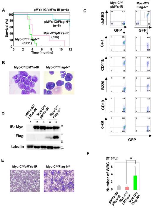 Figure 5. Coexpression of both C/EBPα-Cm and C/EBPα-Nm led to AML with leukocytosis with shorter latencies. (A) Kaplan-Meier analysis for the survival of mice that received transplants of BM cells transduced with both Myc-tagged C/EBPα-Cm-IG and pMYs-IR (Myc-Cm/pMYs-IR, n = 6), both pMYs-IG and Flag-tagged C/EBPα-Nm-IR (pMYs-IG/Flag-Nm, n = 6), both Myc-tagged C/EBPα-Cm-IG and Flag-tagged C/EBPα-Nm-IR (Myc-Cm/Flag-Nm, n = 11), or mock (pMYs-IG/pMYs-IR, n = 8). (B) Cytospin preparations of BM cells derived from mice/My-Cm/pMYs-IR or mice/Myc-Cm/Flag-Nm were stained with Giemsa. A representative photograph is shown. Images were obtained with a BX51 microscope and a DP12 camera (Olympus); objective lens, UplanFl (Olympus); original magnification ×100. (C) Flow cytometric analysis of BM cells derived from mice/Myc-Cm/pMYs-IR (left) or mice/Myc-Cm/Flag-Nm (right). The dot plots show expression of dsRED versus expression of GFP (1st panel). In the indicated gating, the dot plots show expression of Gr-1, CD11b, B220, CD19, or c-kit labeled with phycoerythrin-Cy5–conjugated streptavidin versus expression of GFP. (D) Expression of Myc-tagged C/EBPα-Cm protein and p30 protein generated by Flag-tagged C/EBPα-Nm in BM cells derived from mice/pMYs-IG/pMYs-IR (lane 1), mice/Myc-Cm/pMYs-IR (lanes 2-3), or mice/Myc-Cm/Flag-Nm (lanes 4-5) was detected by using anti-Myc monoclonal Ab (top) and ant-Flag mAb (middle), respectively, in Western blot analysis. Equal loading was evaluated by probing the immunoblots with anti-tubulin Ab (bottom). Data are representative of 3 independent experiments. (E) Peripheral blood smears obtained from mice/Myc-Cm/pMYs-IR (left) or mice/Myc-Cm/Flag-Nm (right) were stained with Giemsa. Images were obtained with a BX51 microscope and a DP12 camera (Olympus); objective lens, UplanFl (Olympus); original magnification ×20. (F) Counts of white blood cells (WBC) obtained from mice/Myc-Cm/pMYs-IR (n = 6), mice/Myc-Cm/Flag-Nm (n = 8), or mice/pMYs-IG/pMYs-IR (n = 8). All data points correspond to the mean and the standard deviation (SD). Statistically significant differences are shown. *P < .05.