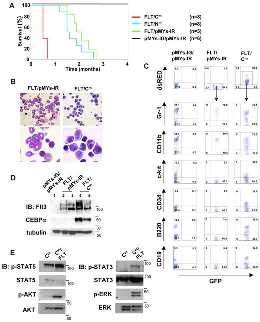 Figure 6. C/EBPα-Cm, but not C/EBPα-Nm, collaborated with Flt3-ITD in inducing aggressive AML. (A) Kaplan-Meier analysis for the survival of mice that received transplants of BM cells transduced with both Flt3-ITD-IG and pMYs-IR (FLT/pMYs-IR, n = 5), both Flt3-ITD-IG and C/EBPα-Cm-IR (FLT/Cm, n = 8), both Flt3-ITD-IG and C/EBPα-Nm-IR (FLT/Nm, n = 8), or mock (pMYs-IG/pMYs-IR, n = 8). (B) Cytospin preparations of BM cells derived from mice/FLT/pMYs-IR or mice/FLT/Cm were stained with Giemsa. Images were obtained with a BX51 microscope and a DP12 camera (Olympus); objective lens, UplanFl (Olympus); original magnification ×40 (top), ×100 (bottom). (C) Flow cytometric analysis of BM cells derived from mice/pMYs-IG/pMYs-IR, mice/FLT/pMYs-IR, or mice/FLT/Cm. The dot plots show expression of dsRED versus expression of GFP (first panel). In the indicated gating, the dot plots show expression of Gr-1, CD11b, c-kit, CD34, B220, or CD19 labeled with phycoerythrin-Cy5–conjugated streptavidin versus expression of GFP. (D) Expression of C/EBPα-Cm or Flt3-ITD in spleen cells of mice/pMYs-IG/pMYs-IR (lane 1), mice/FLT/pMYs-IG (lanes 2-3), or mice/FLT/Cm (lanes 4-5) was detected by using anti-C/EBPα (14AA) Ab (middle) or anti-Flt3 Ab (top), respectively, in Western blot analysis. Equal loading was evaluated by probing the immunoblots with anti-tubulin Ab. Data are representative of 3 independent experiments. (E) Immortalized leukemic cells derived from mice/FLT/Cm had increased phosphorylation of STAT5, AKT, STAT3, and ERK compared with those from mice/Cm. Whole-cell extracts of the former cells (immortalized in the absence of IL-3) or the latter (immortalized in the presence of IL-3) were immunoblotted with phospho-specific Abs as described in the Methods. Equal loading was evaluated by reprobing the immunoblots with anti-STAT5, anti-AKT, anti-STAT3, or anti-ERK Abs. Data are representative of 3 independent experiments.