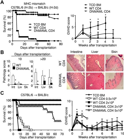 Figure 1. Inactivation of Notch signaling in donor CD4+ T cells inhibits acute GVHD in irradiated MHC-mismatched hosts. (A) Lethally irradiated BALB/c mice (1000 rads) were transplanted with 5 × 106 TCD BM from B6-SJL mice (n = 10, ♦), with or without 2 × 106 WT B6 CD4+ T cells (WT CD4, n = 15, ■) or B6 DNMAML CD4+ T cells (DNMAML CD4, n = 19, ▴). Survival was assessed over time (P < .001, ■ versus ▴). Data shown are pooled from 3 independent experiments (left panel). Right panel, clinical GVHD score (*P < .05, ■ versus ▴), determined as described.32 Representative data from 1 of 2 independent experiments are presented. (B) Histological GVHD score.33,34 Tissues were collected at day 10 (n = 4 for each group) or > 20 days (range 20-40; WT, n = 8; DNMAML, n = 9) after transplantation (850 rads; left). Int, intestine; Liv, liver; Sk, skin. Right panel, histological analysis of intestine, liver, and skin after transplantation of WT (n = 8) or DNMAML (n = 9) CD4+ B6 T cells (×100),33,34 which is representative of 2 independent experiments. (C) Dose-response ex-periment. Lethally irradiated BALB/c mice were transplanted with 5.0 × 106 TCD BM from B6-SJL mice (n = 13, ♦), or TCD BM with 0.5 × 106 (□) or 2.0 × 106 (■) WT B6 CD4+ T cells (WT CD4, n =10/group) versus 2.0 × 106 (▴) or 5.0 × 106 B6 DNMAML (r) CD4+ T cells (DNMAML CD4, n = 10/group). Survival (left panel) and clinical GVHD score (right panel) were assessed over time, as described.32 Survival (P = .012) and GVHD severity (P < .01) were worse after administration of 0.5 × 106 WT CD4+ than 5.0 × 106 DNMAML CD4+ T cells (□ versus ▵).