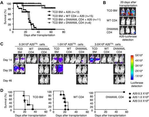 Figure 2. Preserved GVT activity of DNMAML-expressing T cells. (A) Lethally irradiated BALB/c mice (1000 rads) were transplanted with TCD BM and 5 × 105 A20 B cell leukemia/lymphoma cells (H-2d), with or without 2 × 106 WT or DNMAML CD4+ T cells from B6 mice. Overall survival after transplantation. (B) In vivo detection of luciferase activity at day 20 after transplantation and injection of 5 × 105 A20 luciferase cells (A20TGL). (C) Lethally irradiated BALB/c mice (850 rads) were transplanted with TCD BM and 0.3, 1.0, or 3.0 × 106 A20TGL cells, with or without 2.0 × 106 B6 WT or DNMAML CD4+ T cells. A representative example is shown for in vivo detection of luciferase activity at day 14, 28, and 46 after transplantation (5 mice/group). (D) Overall survival after transplantation for each dose of A20-TGL cells (n = 5 in each group). Recipients of TCD BM died of tumor progression. Recipients of WT CD4+ T cells controlled leukemia growth but died of severe GVHD. Recipients of DNMAML CD4+ T cells had markedly decreased GVHD, but were still able to control leukemia progression, resulting in improved overall survival.