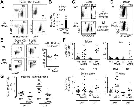 Figure 3. Preserved proliferation and in vivo expansion of DNMAML alloreactive CD4+ T cells. (A) Identification of donor-derived CD4+ T cells in the spleen on day 5 after transplantation. DNMAML T cells expressed the DNMAML-GFP fusion protein. Data are representative of 5 experiments. (B) Absolute number of donor-derived CD4+ T cells in the spleen at day 5 (mean ± SD, n = 4). (C) Tracking of CFSE-labeled donor CD4+ T cells at day 5. Both WT and DNMAML CD4+ T cells had undergone extensive proliferation, as shown by the high percentage of CFSElow cells. Fluorescence levels appear higher in the DNMAML-expressing cells due to fluorescence of the covalently fused GFP protein. This effect is absent in Rbpj knockout mice (see supplemental Figures 3-4). (D) Tracking of eFluor670-labeled donor WT and DNMAML CD4+ T cells at day 5, showing extensive proliferation in both (% eFluor670low cells). (E) BrdU uptake by donor WT and DNMAML CD4+ T cells at day 5. Mice were pulsed with BrdU 6 hours before harvest (n = 5 per group). (F) Absolute number of CD45.2+ donor-derived WT and DNMAML CD4+ T cells in spleen, liver, BM, and thymus on day 14 (WT, n = 12; DNMAML, n = 11) and 21 (WT, n = 7; DNMAML, n = 5) posttransplantation (pool of 2 independent experiments). (G) Decreased number of donor-derived DNMAML compared with WT CD4+ T cells in the lamina propria of the small intestine on days 11 (WT, n = 5; DNMAML, n = 5) and 14 after transplantation (WT, n = 6; DNMAML, n = 4). *P < .05, **P < .01 (2-tailed unpaired Student t test).