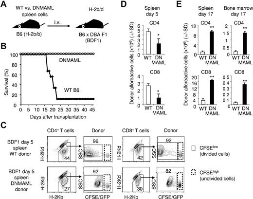 Figure 6. Notch inhibition prevents lethality in a nonirradiation semiallogeneic transplantation model. (A) Experimental design. Splenocytes (4 × 107) from WT or DNMAML B6 mice were transplanted into unirradiated B6xDBA F1 (BDF1) recipients. BDF1 recipients (H-2b/d) are tolerant to the infused B6 cells (H-2b), but donor T cells mount a potent alloreactive response against host H-2d antigens. (B) Improved overall survival of BDF1 recipients receiving DNMAML B6 T cells (n =9 in each group; P < .01). (C) Tracking of CFSE-labeled donor-derived T cells at day 5 after transplantation into BDF1 recipients. CFSElow cells are alloantigen-specific in this model. (D) Modest decrease in the expansion of alloreactive CD4+ and CD8+ DNMAML T cells at day 5. (E) Enhanced accumulation of DNMAML CD4+ and CD8+ alloreactive T cells in the spleen and target BM at day 17 after transplantation. *P < .05, **P < .01 (2-tailed unpaired Student t test).