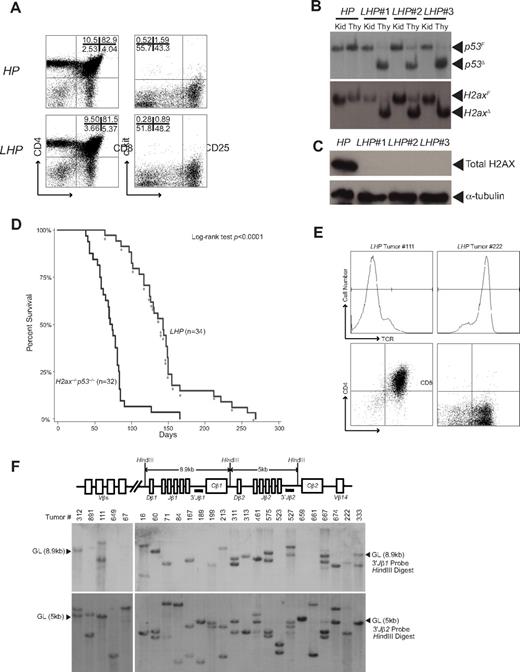 Figure 1. Mice with somatic inactivation of H2ax and p53 in thymocytes die of clonal thymic lymphomas. (A) LHP mice exhibit normal thymocyte development. Shown are representative anti-CD4 and anti-CD8 flow cytometric analysis of total LHP and HP thymocytes, and anti-c-kit and anti-CD25 flow cytometric analysis of lineage-negative LHP and HP thymocytes. The percentage of cells within each quadrant is indicated. (B) H2ax and p53 are deleted in LHP thymocytes. Southern blot analyses of H2ax and p53 status in genomic DNA isolated from thymocytes (Thy) or kidneys (Kid) of LHP or HP mice. Bands corresponding to the floxed (F) and deleted (Δ) alleles are indicated. (C) H2AX expression is lost in LHP thymocytes. Western blot analysis of H2AX and α-tubulin protein levels in total thymocytes of LHP and HP mice. (D) LHP mice die of thymic lymphomas. Kaplan-Meier curves show the percentage of tumor-free survival of LHP (n = 34) and H2ax−/−p53−/− (n = 32) mice. *The LHP mice that died of TCR-β+ tumors. The H2ax−/−p53−/− cohort is a historical control that was characterized previously.18 Log-rank test: P < .0001. (E) LHP mice develop TCR-β− and TCR-β+ thymic lymphomas. Anti-TCR-β and anti-CD4 and anti-CD8 flow cytometric analyses of LHP tumors 111 and 222. The gates used to determine TCR-β, CD4, and CD8 status of tumors are shown. (F) LHP tumors arise from the clonal expansion of single thymocytes. Schematic diagram of the Tcrβ locus. Open boxes represent gene segments; black bars, locations of the 3′Jβ1 and 3′Jβ2 probes; and arrows, HindIII sites. The sizes of the HindIII fragments are shown. Southern blot analyses of Tcrβ rearrangements in HindIII-digested genomic DNA isolated from LHP thymic lymphomas. The locations of bands corresponding to unrearranged germline (GL) Jβ1 and Jβ2 segments are indicated.