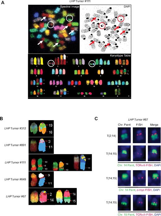 Figure 2. LHP thymic lymphomas harbor translocations that arise from spontaneous and programmed DNA breakage. (A) LHP tumors exhibit clonal and nonclonal chromosomal abnormalities. Spectral and 4,6-diamidino-2-phenylindole (DAPI) images of a representative metaphase spread prepared from LHP tumor 111 (top panels) and the karyotype table (bottom panel) of this metaphase. Arrows indicate clonal and nonclonal translocations. Circles represent chromosome fragments. (B) LHP thymic lymphomas harbor clonal translocations. Shown are spectral and computer-classified images of the clonal translocations observed in each of the 5 LHP tumors (nos. 312, 891, 111, 649, and 67) analyzed by SKY. The identities of the chromosomes participating in these translocations are indicated. (C) LHP thymic lymphoma 67 contains a Tcrα/δ:c-myc translocation. Shown are representative FISH and chromosome paint analyses of LHP tumor 67 for potential involvement of Tcrα/δ and c-myc loci in the clonal t(2;14) and t(14;15) translocations. Each set of panels contains green paints specific for chromosome 14 or chromosome 15, the same metaphases with red Tcrα/δ or c-myc FISH probes, and merged images. Slides were counterstained with DAPI to visualize chromosomes.