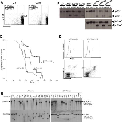 Figure 3. Combined inactivation of H2ax and Artemis in p53-deficient thymocytes reduces the rate of mortality of mice from thymic lymphoma. (A) LAP and LAHP mice exhibit a block in thymocyte development. Shown is a representative anti-c-kit and anti-CD25 flow cytometric analysis of lineage-negative LAP and LAHP thymocytes. The percentage of cells within each quadrant is indicated. (B) p53 and H2ax/p53 are deleted in LAP and LAHP thymocytes. Southern blot analyses of p53 and H2ax status in genomic DNA isolated from thymocytes (Thy) or kidneys (Kid) of LAP or LAHP mice. Bands corresponding to the floxed (F) and deleted (Δ) alleles are indicated. (C) LAHP mice exhibit a lower rate of mortality from thymic lymphomas than LAP and LHP mice. Kaplan-Meier curves showing the percentage of tumor-free survival of LHP (n = 34), LAP (n = 38), and LAHP (n = 35) mice. A drop in the curve represents the death of an animal diagnosed at necropsy with thymic lymphomas (except for one LAP mouse, a sarcoma). Open circles represent the death of an animal resulting from prolapsed rectum, infections, or no apparent tumors at necropsy. Log-rank test: P(LAHP vs LHP) < .0001, P(LAHP vs LAP) = .0017, and P(LHP vs LAP) = .0062. (D) LAP and LAHP mice only develop TCR-β− thymic lymphomas. Shown are anti-TCR-β and anti-CD4 and anti-CD8 flow cytometric analyses of LAP tumor 246 and LAHP tumor 215. The gates used to determine TCR-β, CD4, and CD8 status of tumors are shown. (E) LAP and LAHP tumors arise from the clonal expansion of single thymocytes. Southern blot analyses of Tcrβ rearrangements in HindIII-digested genomic DNA isolated from LAP and LAHP thymic lymphomas, as well as one LAHP tumor that spread into lymph nodes (no. 474 LN). Kidney (Kid) DNA from nontumor mice was used as controls. *Tumors of other genotypes (nos. 880 and 883, Lck-CreArtemis+/−H2ax+/floxp53flox/flox; nos. 23 and 881, Lck-CreArtemis+/−H2ax+/+p53flox/flox). The locations of bands corresponding to unrearranged germline (GL) Jβ1 and Jβ2 segments are indicated.